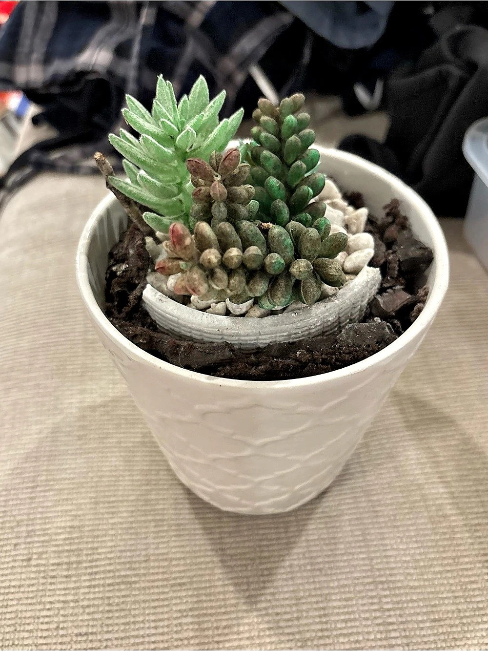 Succulent Arrangement in White